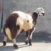 بره نر پلنگی