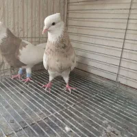 کبوتر|پرنده|سنندج, |دیوار