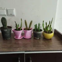 گل طبیعی|گل و گیاه طبیعی|شیراز, گویم|دیوار