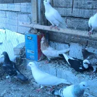 کفتر|پرنده|گرگان, |دیوار