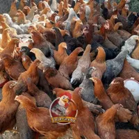جوجه مرغ گلپایگان نیمچه ۳ و ۴ ماهه گردن لختی،کاکلی|حیوانات مزرعه|رشت, انصاری|دیوار