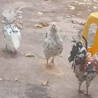 ۳عدد چهل پوپ۲خروس ومرغ تخم گزار گلین اصل|حیوانات مزرعه|پیر سلیمان, |دیوار