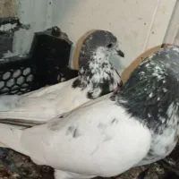 چند عدد کبوتر بوشهری هندی با پلاکی و آبادانی