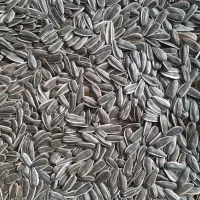 تخمه آفتابگردان s400