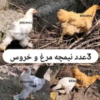 جوجه برهما لایت بوقلمون محلی نر ماده مرغ کرچ خروس|حیوانات مزرعه|رشت, بازار|دیوار