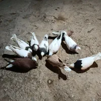 کبوتر طوقی مایدم