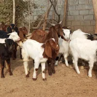 ۲۰عدد بزغاله فروشی (درگز)