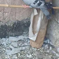 چهار عدد کبوتر  دونه ۲۵۰ت|پرنده|تهران, مولوی|دیوار