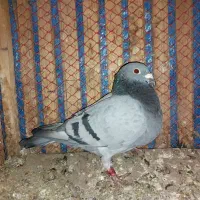 کبوتر مسافتی