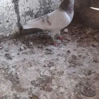 سار اوقون مسافتی