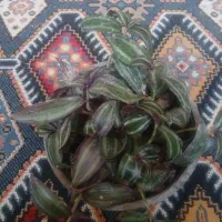 گل آپارتمانی طبیعی|گل و گیاه طبیعی|خمینیشهر, |دیوار