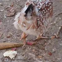 مرغ گلین|حیوانات مزرعه|پاکدشت, پاکدشت (مامازند)|دیوار