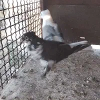 دوتا ماده خوشگل