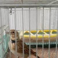 پرند|پرنده|کرج, اصفهانی‌ها|دیوار