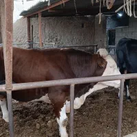 دوراس گوساله درجه یک