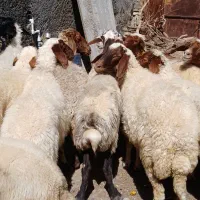 فروش میش داشتی درجه یک