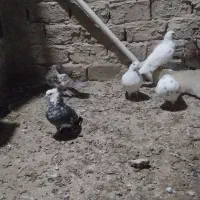 کفتر پرشی|پرنده|شهریار, شهرک وائین|دیوار