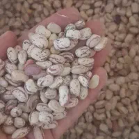 لوبیا چیتی محلی