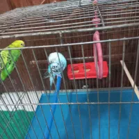 مرغ عشق|پرنده|مرودشت, فرهنگ|دیوار