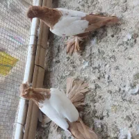 کفتر ساری کوینح|پرنده|تبریز, |دیوار