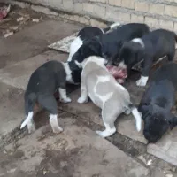 واگذاری سگ|سگ|آبادان, |دیوار