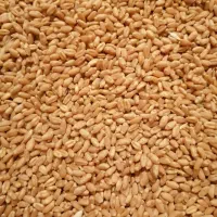 گندم بذر سیروان به مقدار ده تن