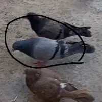 کبوتر رفتنی