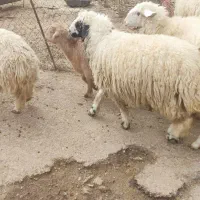 کاور .بره.گوسفند|حیوانات مزرعه|گوآور, |دیوار