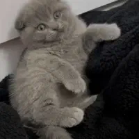 گربه اسکاتیش