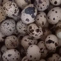 تخم نطفه دار بلدرچین