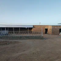 گاوداری مود|فروش زمین و ملک کلنگی|مود, |دیوار