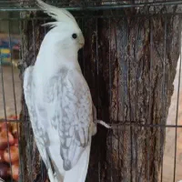 عروس هلندی زیبا و خوشگل
