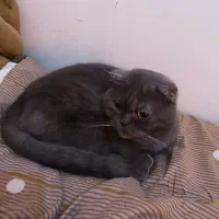 دوساله ،اسکاتیش