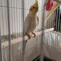 عروس هلندی نر