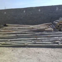خریدار چوب به صورت نقدی در باسکول|خدمات باغبانی و درختکاری|شیروان (خراسان), |دیوار