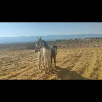 اسب کرد|اسب و تجهیزات اسبسواری|جنت, |دیوار