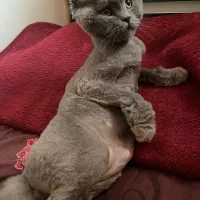 گربه اسکاتیش تقریبا یکساله