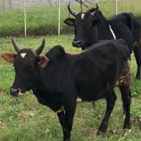 ورزا گوساله نر آس|حیوانات مزرعه|چالوس, |دیوار