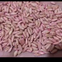 تریتکاله بذر  امریکایی اوکراینی|خدمات باغبانی و درختکاری|گنبد کاووس, |دیوار