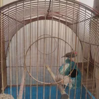 فنچ|پرنده|تبریز, |دیوار