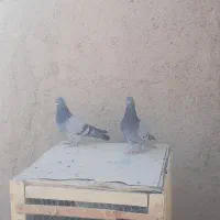 کفتر سبز رگه دار|پرنده|ساوه, |دیوار