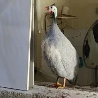 فروش مرغ شاخ دار|حیوانات مزرعه|تهران, مینای شمالی (مخبر)|دیوار