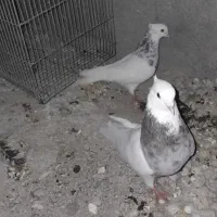 کبوتر طوقی  معاوضه میکنم|پرنده|لنده, |دیوار