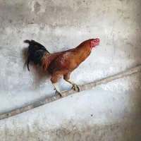 خروس دورگ لاری