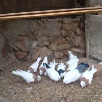 کبوتر فروشی