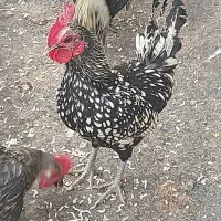 خروس مینیاتوری گل باقالی