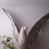 پرنده تزئینی