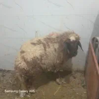 بره ماده|حیوانات مزرعه|باوی, |دیوار