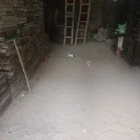 کبوتر|حیوانات|سنندج, |دیوار