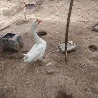 قوغاز